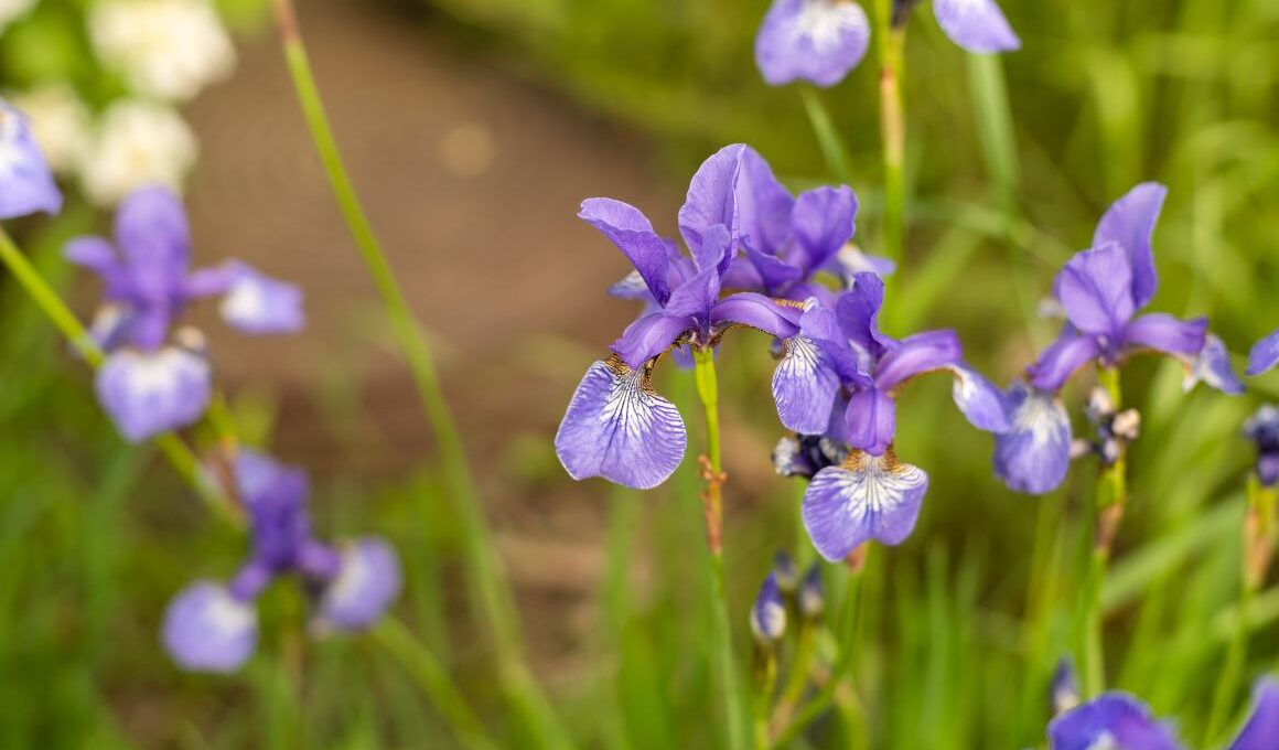 When to Plant Iris Bulbs