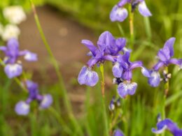 When to Plant Iris Bulbs