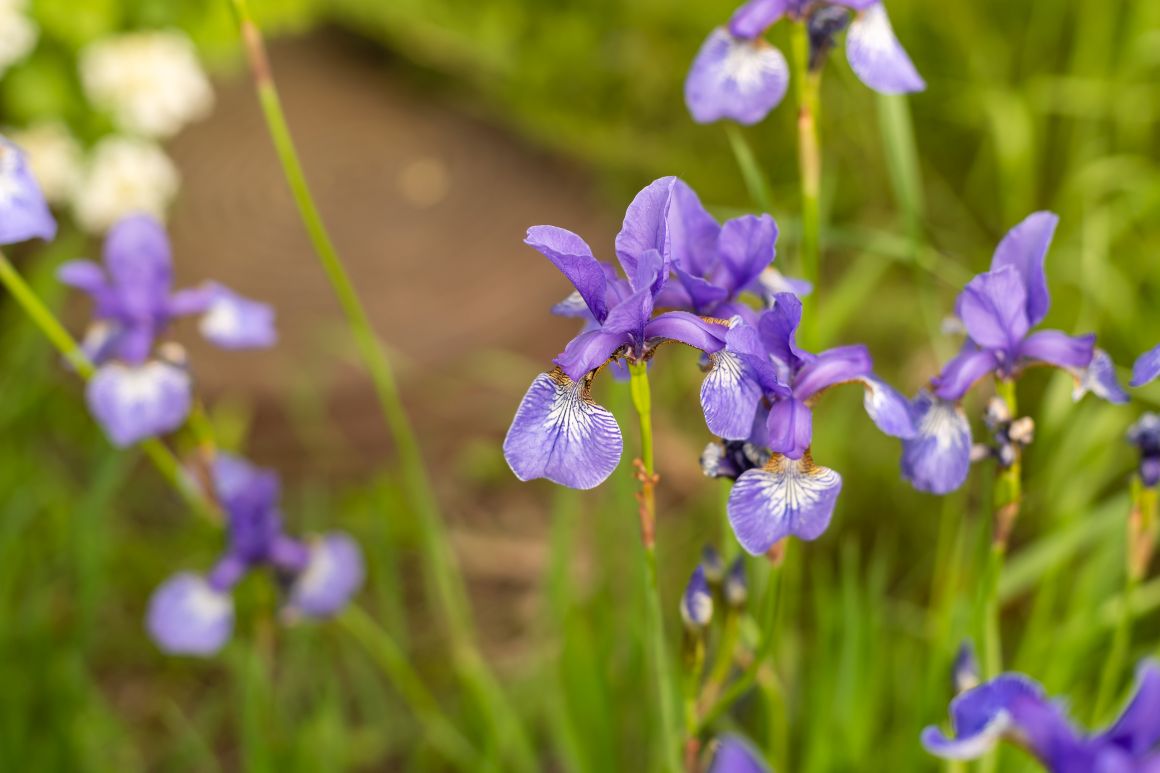 When to Plant Iris Bulbs? Best Times to Grow Irises Gardendi