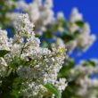 when to plant lilac bushes