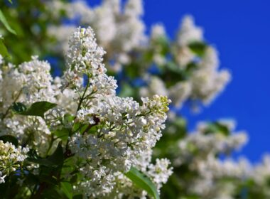 when to plant lilac bushes