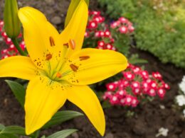 when to plant lily bulbs