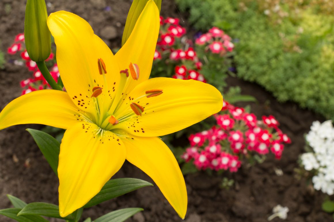 When to Plant Lily Bulbs? Flowers Guide Gardendi