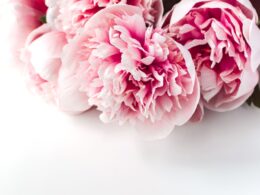 when to plant peony bulbs