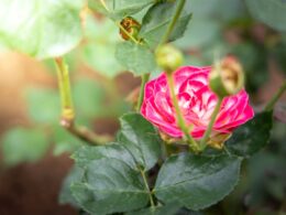 When to Plant Roses