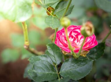 When to Plant Roses