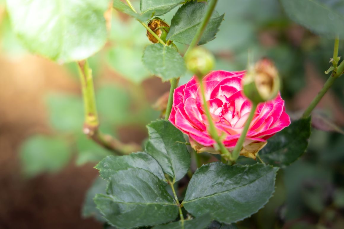 When to Plant Roses? Tips for Growing Rose Bushes – Gardendi