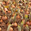 when to plant tulip bulbs