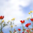 When to Plant Wildflower Seeds