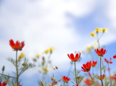 When to Plant Wildflower Seeds