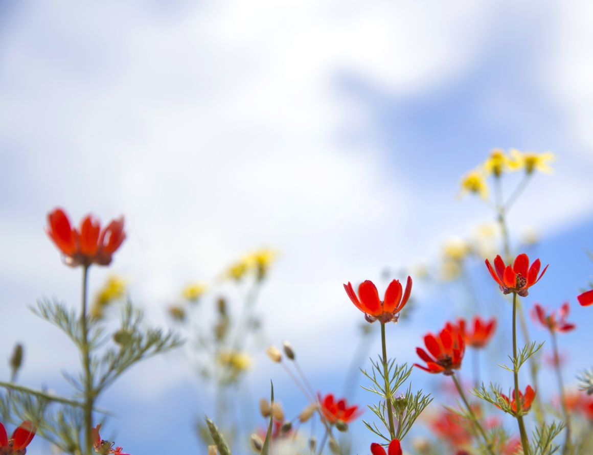 When to Plant Wildflower Seeds? Sowing Wildflowers Gardendi