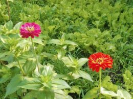 When to Plant Zinnia Seeds