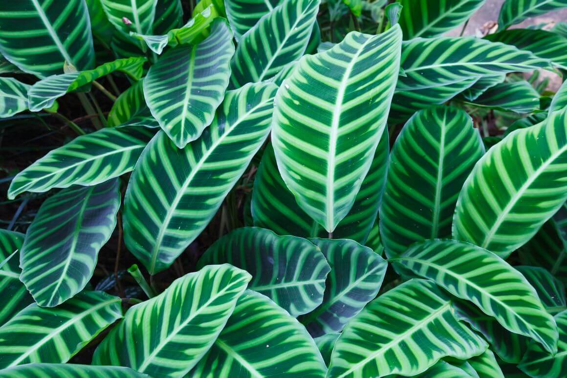 Zebra Plant Care. Aphelandra Squarrosa Care Guide Gardendi