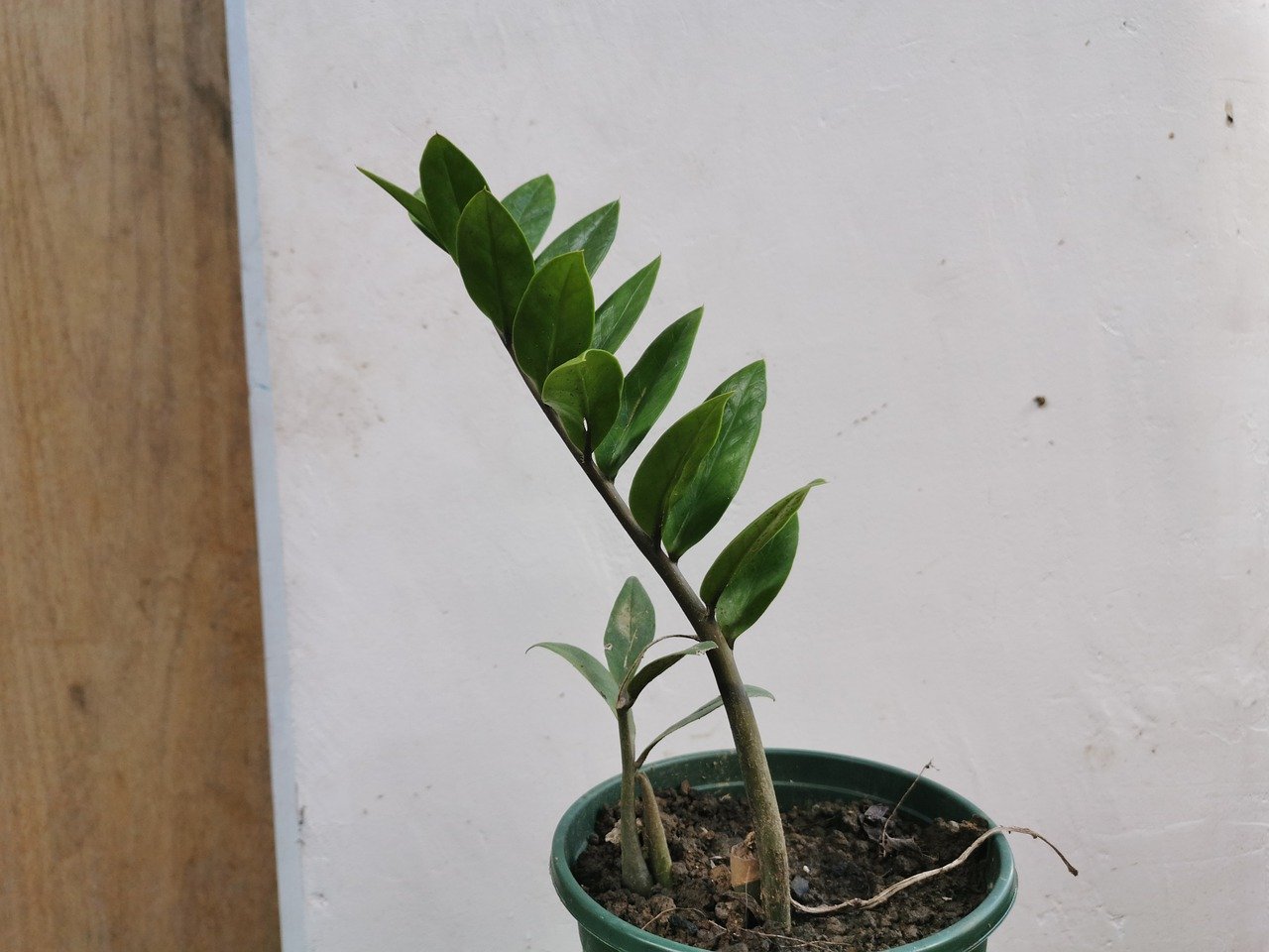 ZZ Plant Care Guide How to Care for a ZZ Plant Gardendi