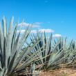 agave plant care