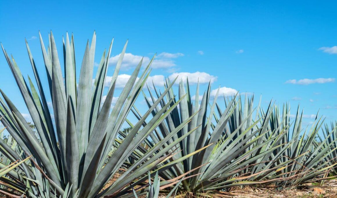 agave plant care