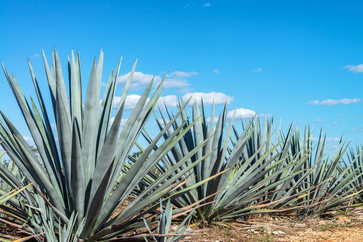 Agave Plant Care – Tips for Growing Agave Indoors – Gardendi