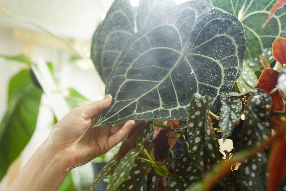 Angel Plant Care & Caring for Exotic Angel Plants Gardendi