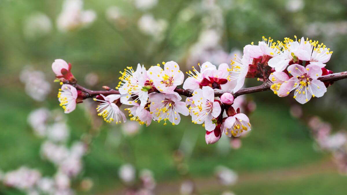Apricot Flower About Apricot Blossoms Gardendi
