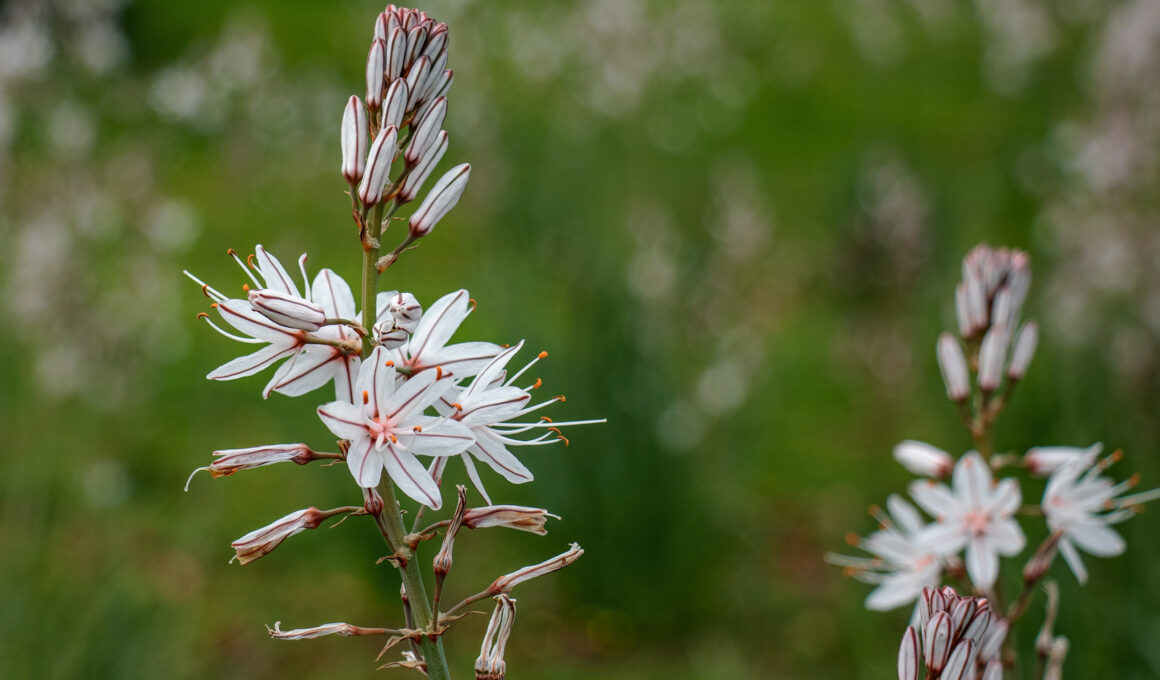 asphodel flower