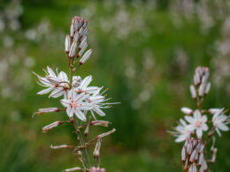 asphodel flower