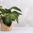 birkin plant care