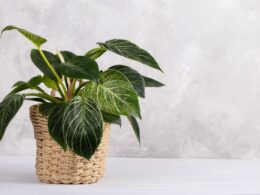 birkin plant care