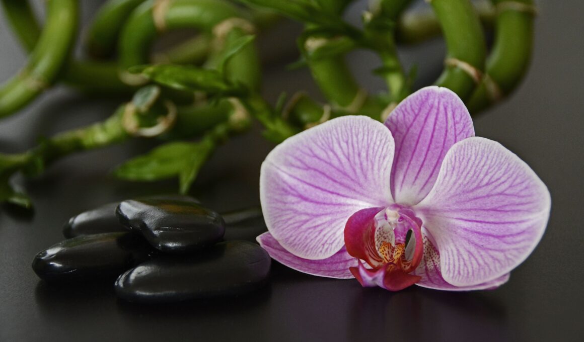 black orchid flower