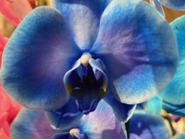 blue orchid flower