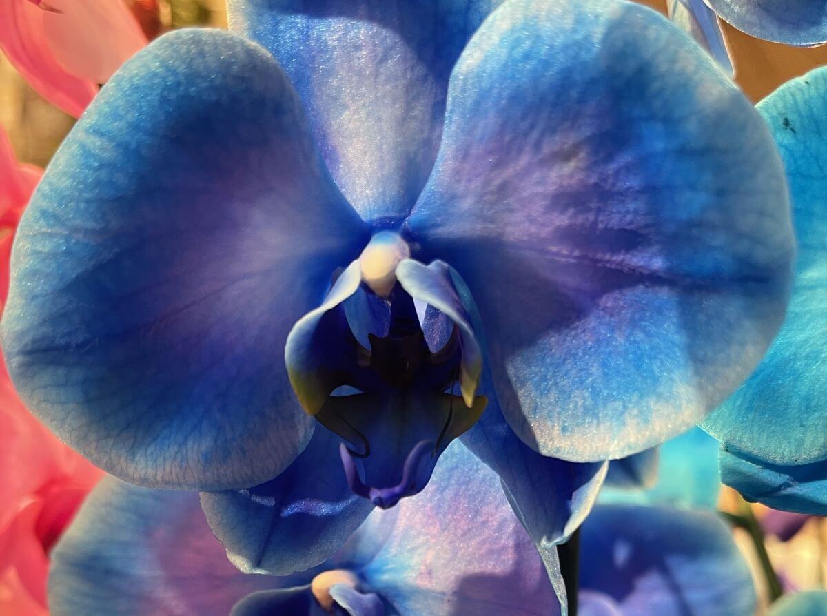 Blue Orchid Flower All You Need to Know Gardendi
