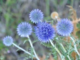 blue thistle flower