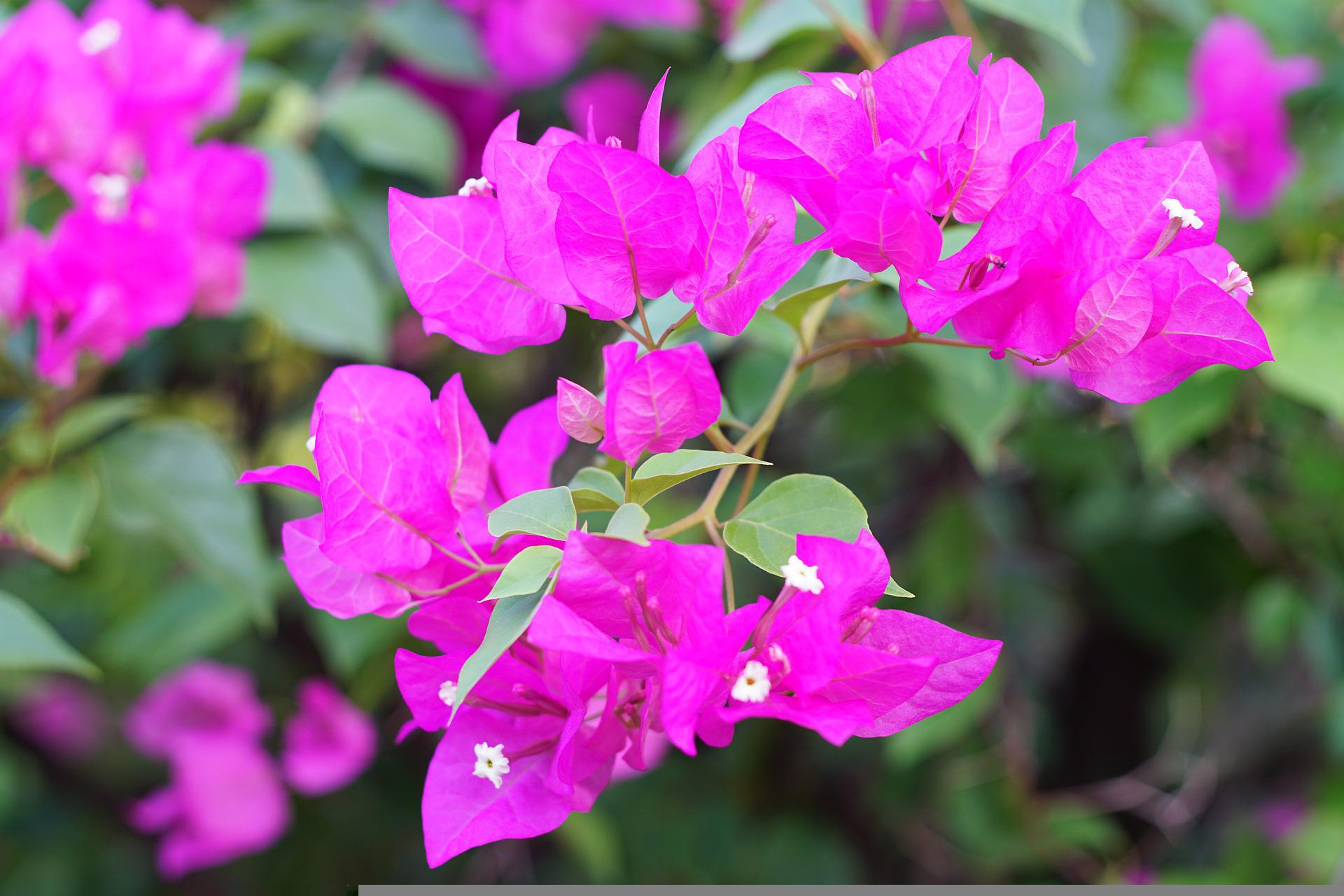 Bougainvillea Flower: Growing Tips, Blooming Time – Gardendi