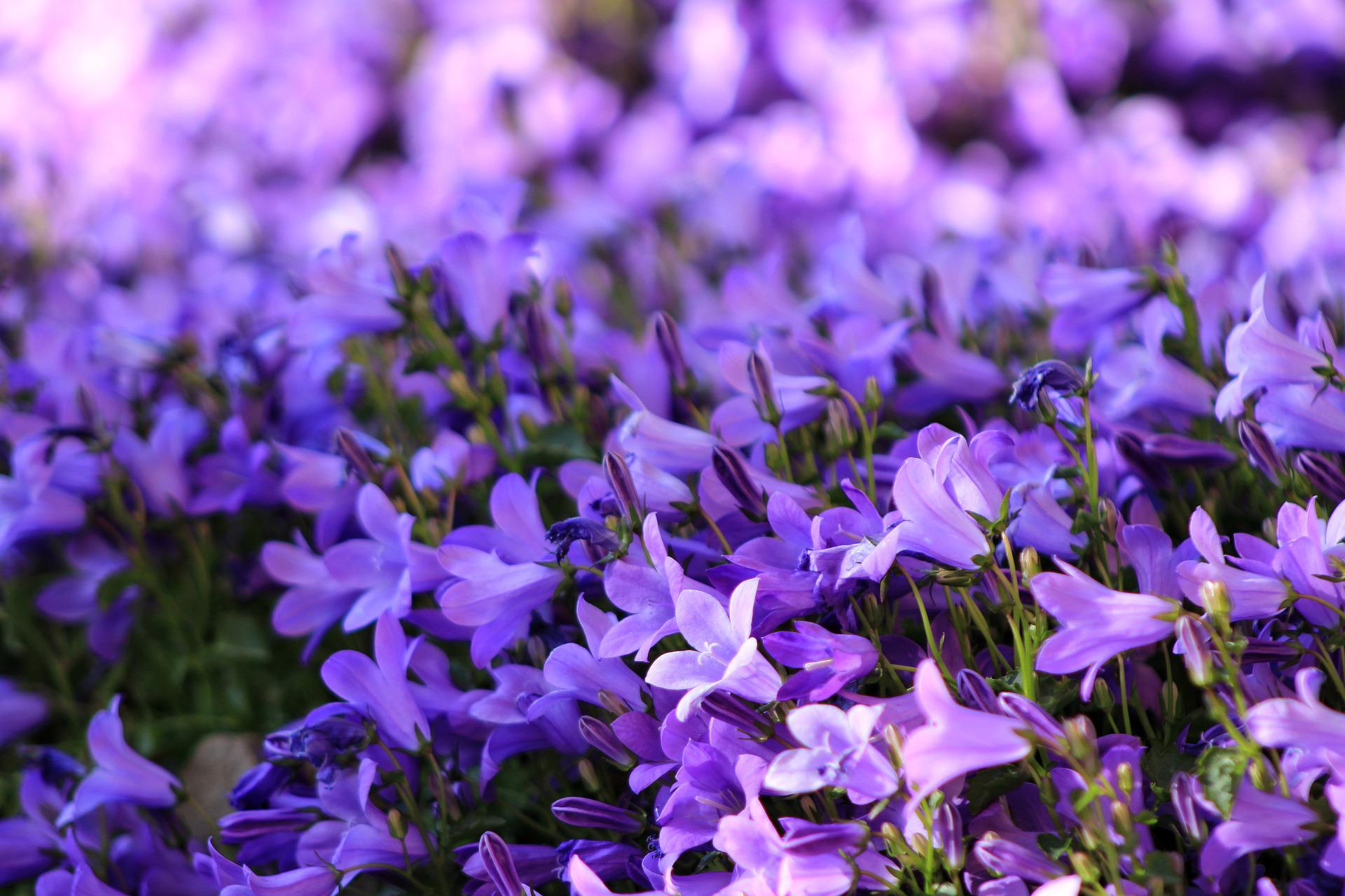 Campanula Flower (Bellflower) Growing Guide – Gardendi