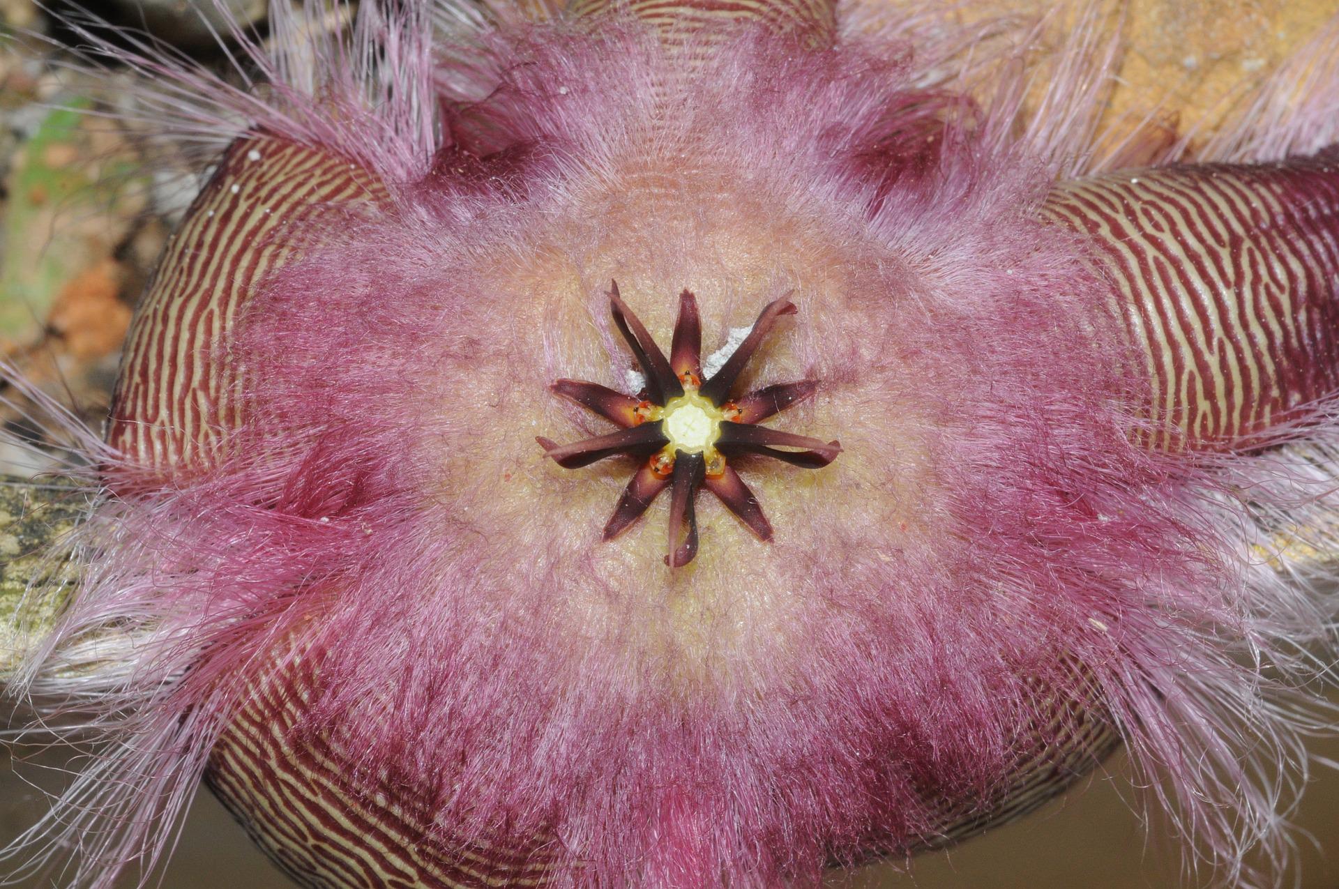 Carrion Flower Guide. Stapelia & Other Genera Gardendi