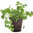cilantro plant care