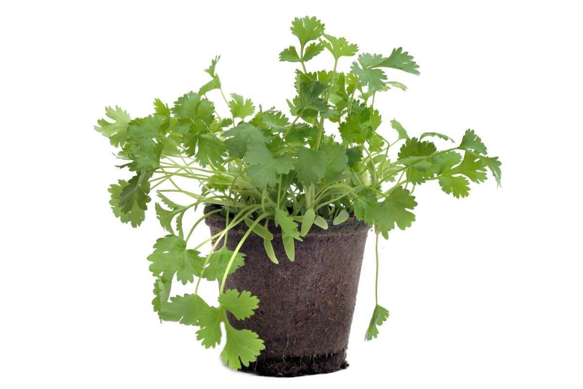 Cilantro Plant Care Coriander Growing Guide Gardendi