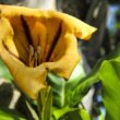 datura flower