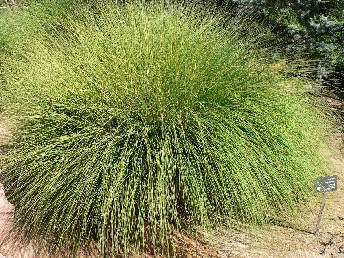 Deer Grass (muhlenbergia Rigens): A Complete Guide – Gardendi