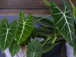 elephant ear plant care indoors