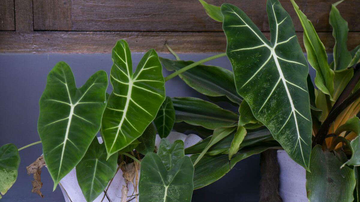 Elephant Ear Plant Care Indoors Growing Elephant Ear Gardendi
