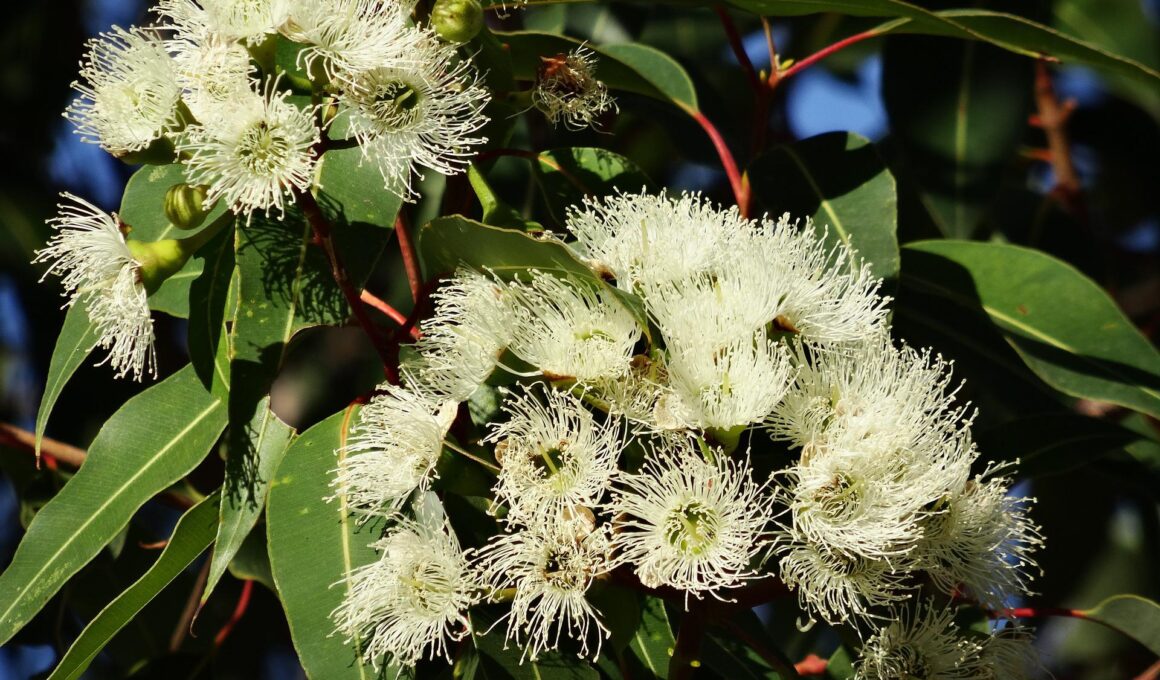 eucalyptus flower