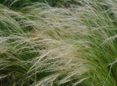 feather grass
