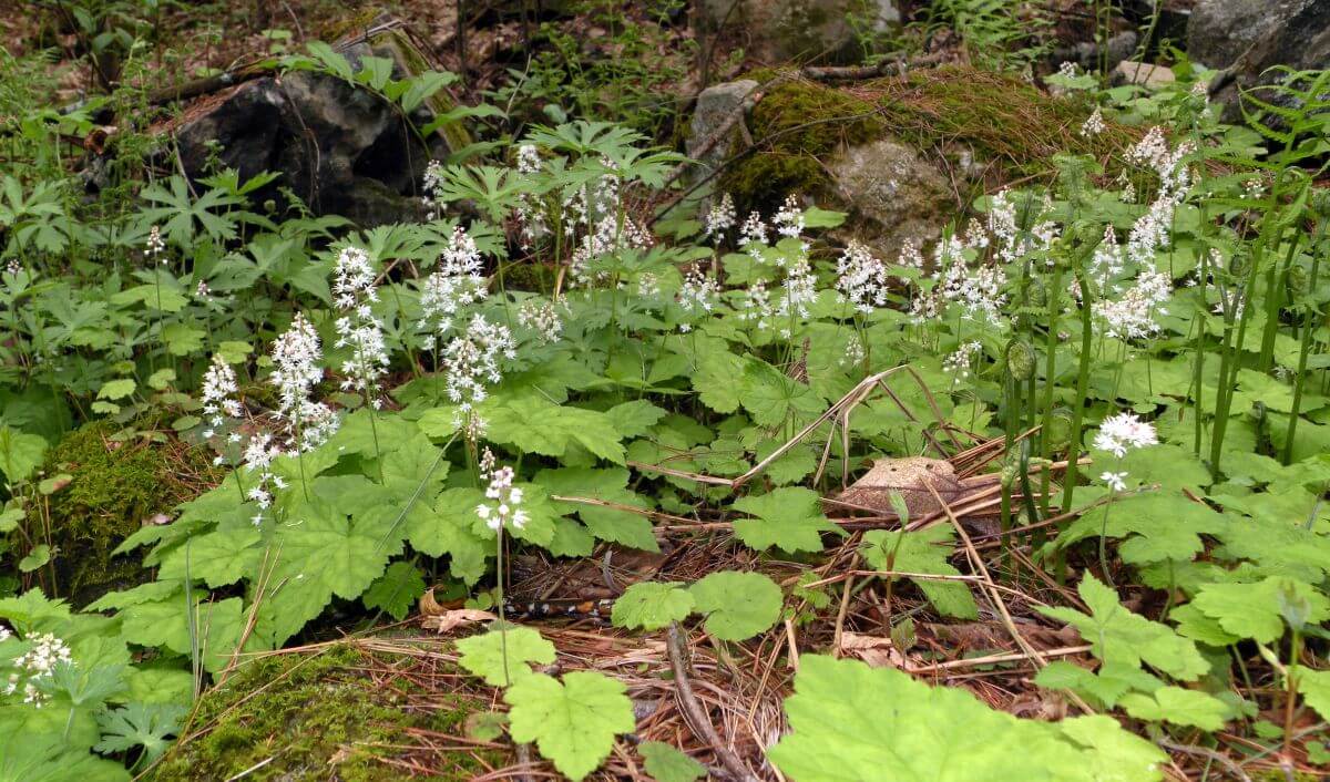 Foam Flower (Tiarella Cordifolia) Care Tips Gardendi
