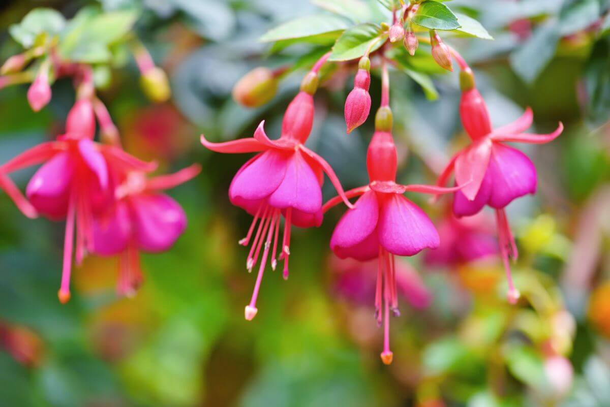 Fuchsia Plant Care Growing and Caring for Fuchsias Gardendi