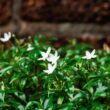 gardenia plant care