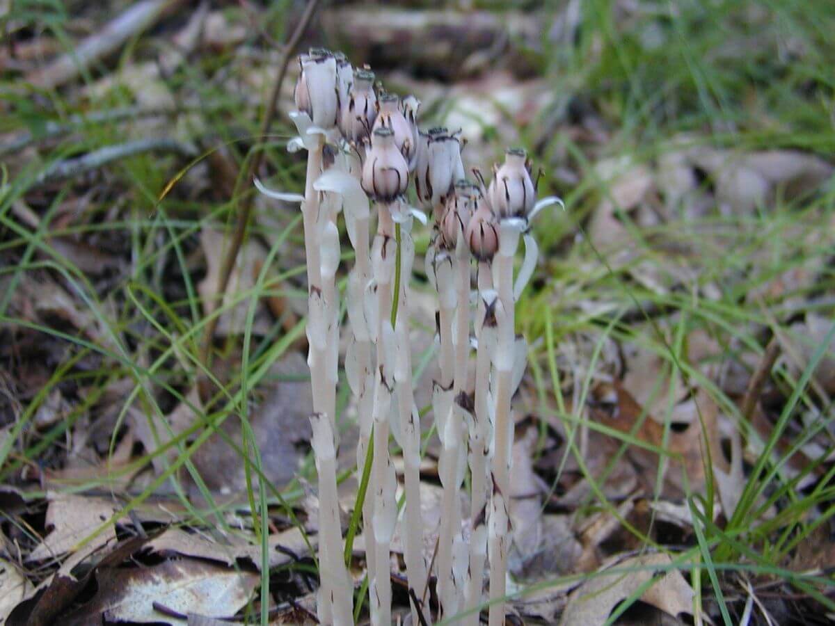 Ghost Flower (Mohavea Confertiflora) Facts Gardendi