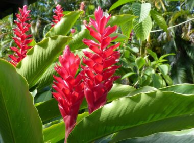 heliconia flower