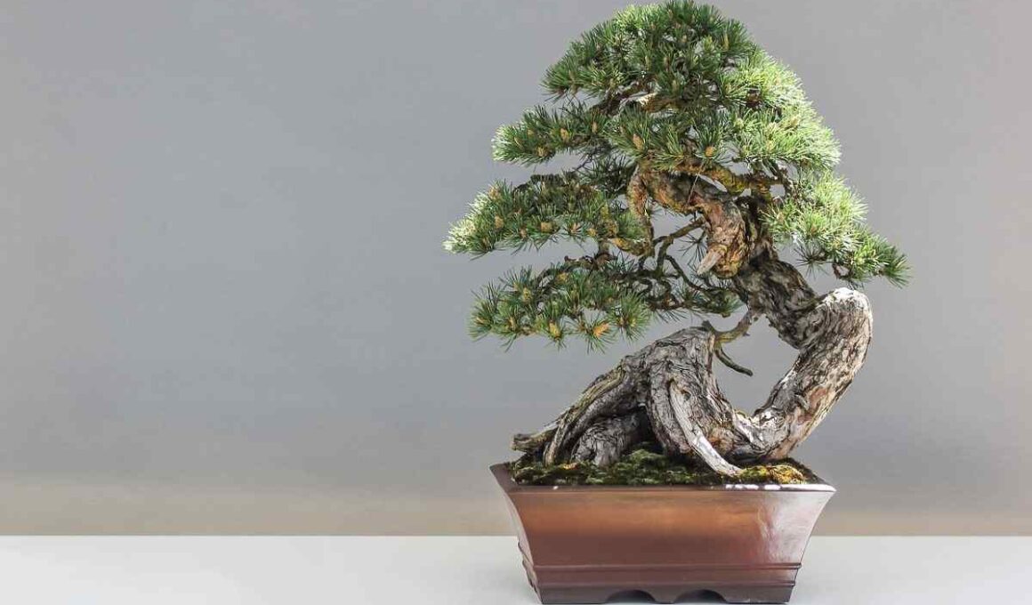 how to grow a bonsai tree