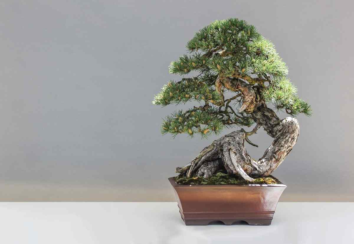How to Grow a Bonsai Tree? A Beginner's Guide Gardendi