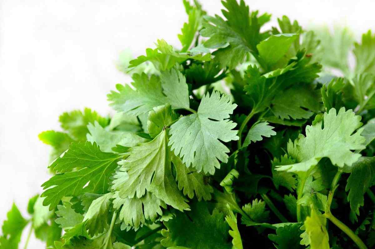 How to Grow Cilantro Indoors Growing Coriander Herb Gardendi